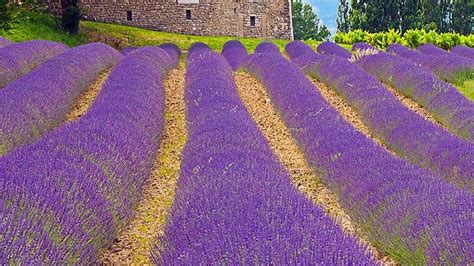  Walking in Provence: A Journey Through the Landscapes and Culture of France's Southern Gem - An Ode to the Beauty of Simplicity